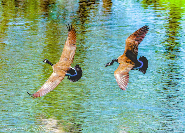 Toccoa River House- Toccoa Riverfront