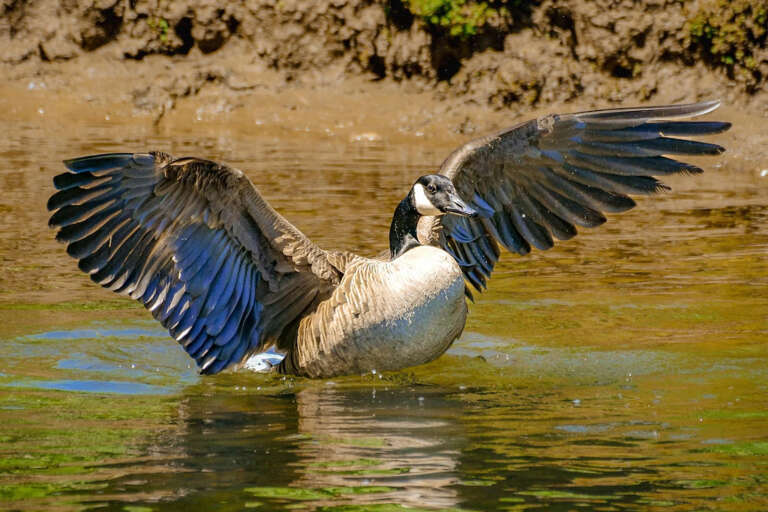 Toccoa River House- Toccoa Riverfront