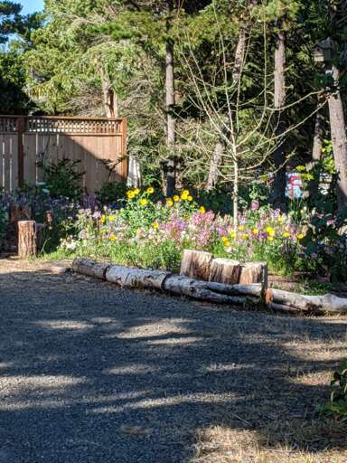 wildflowers in sideyard