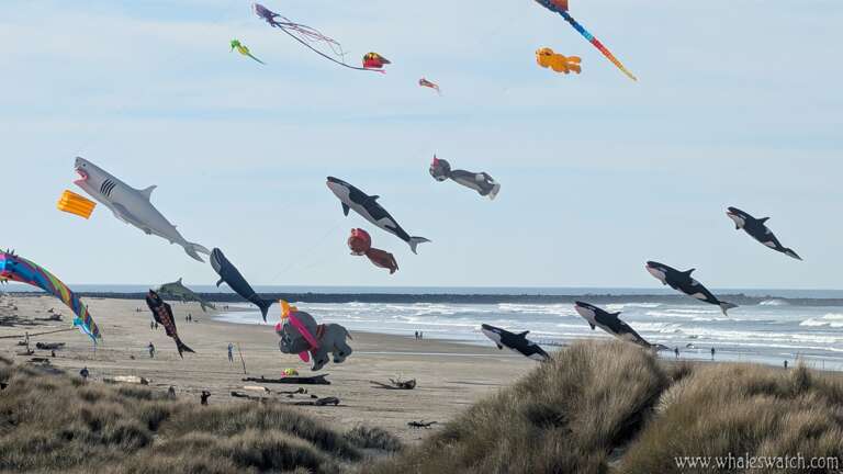 kite festival from Oceans Edge