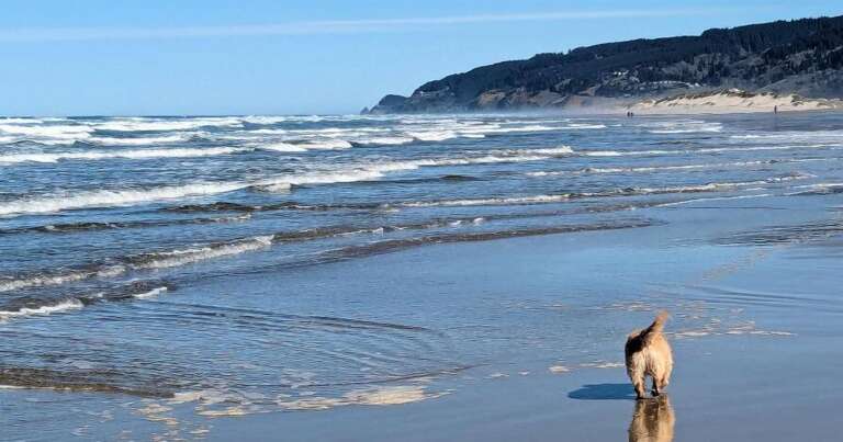 Heceta Beach looking north