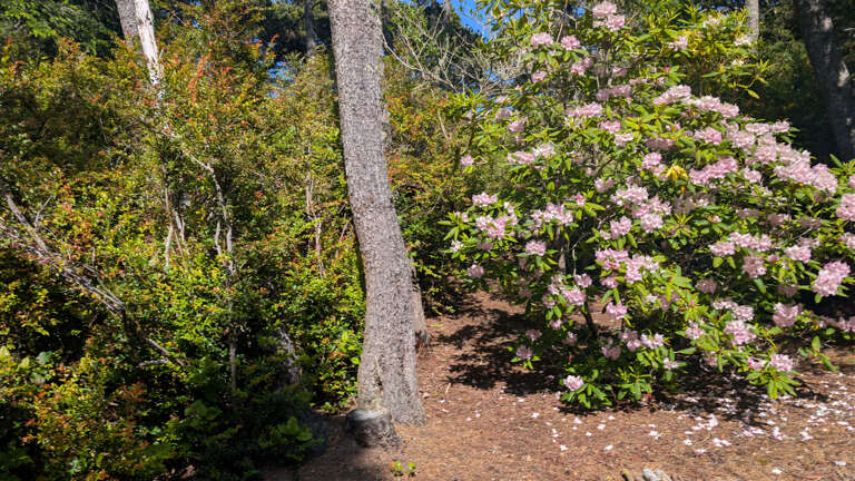 Spring Wild - Rhododendrons