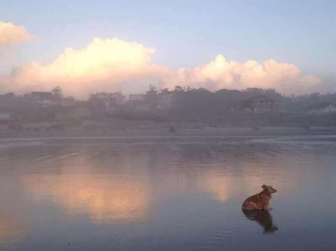 Foxy the owners Corgi on the beach