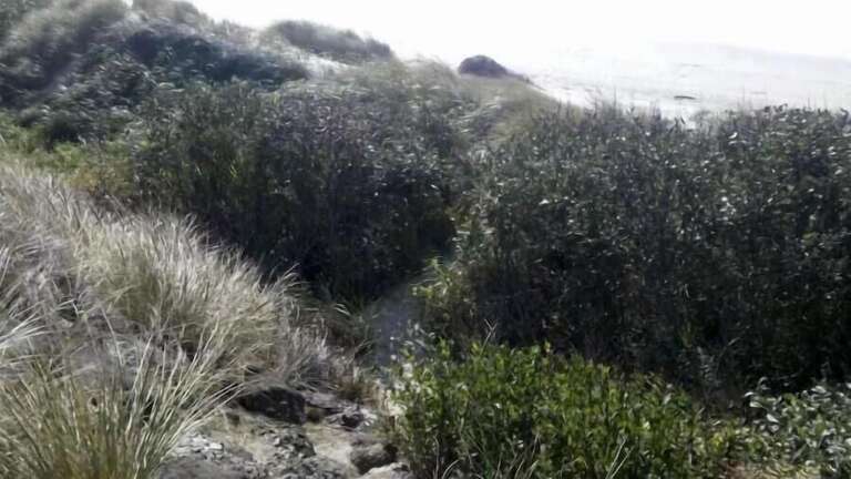path to the beach