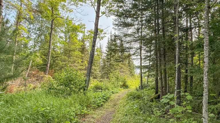 A peaceful wooded trail near the property offers a perfect escape into nature's tranquility. Tall evergreens and birch trees frame the scenic path, creating an ideal setting for morning walks and quiet exploration.