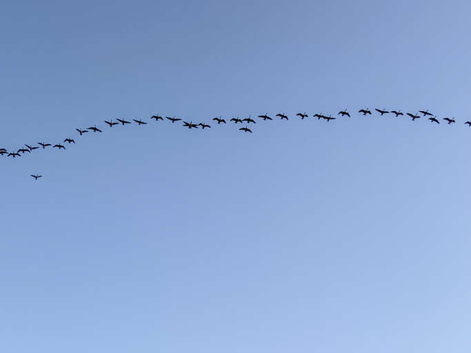 Geese