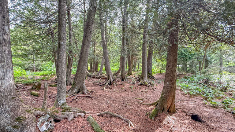 Wooded lot showing the natural forest setting surrounding the property, with mature trees and a rustic, secluded atmosphere.