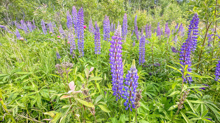 Wild Lupine