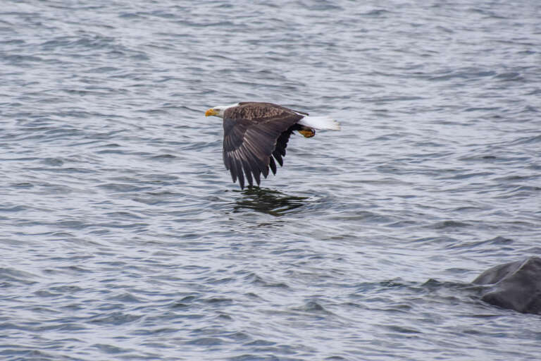 Enjoy spotting wildlife from the home's beach.