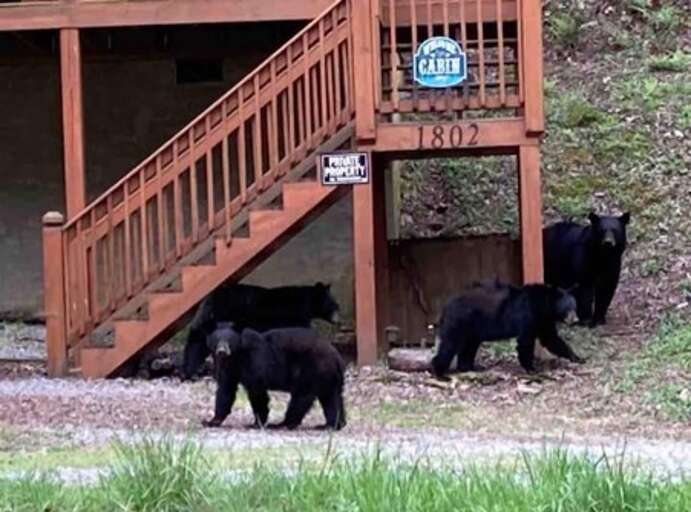 Find Rentals Find Rentals