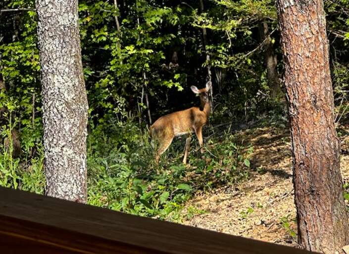 Deer Dappled By Daylight In Dense Forest
