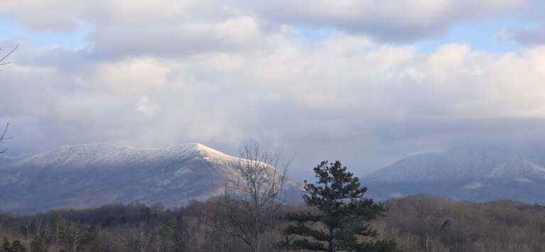 Birds Perch Bluebird