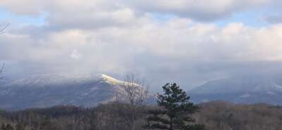 Birds Perch Bluebird