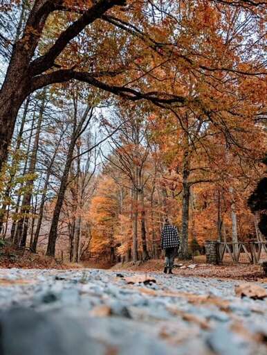 Autumn stroll Autumn stroll