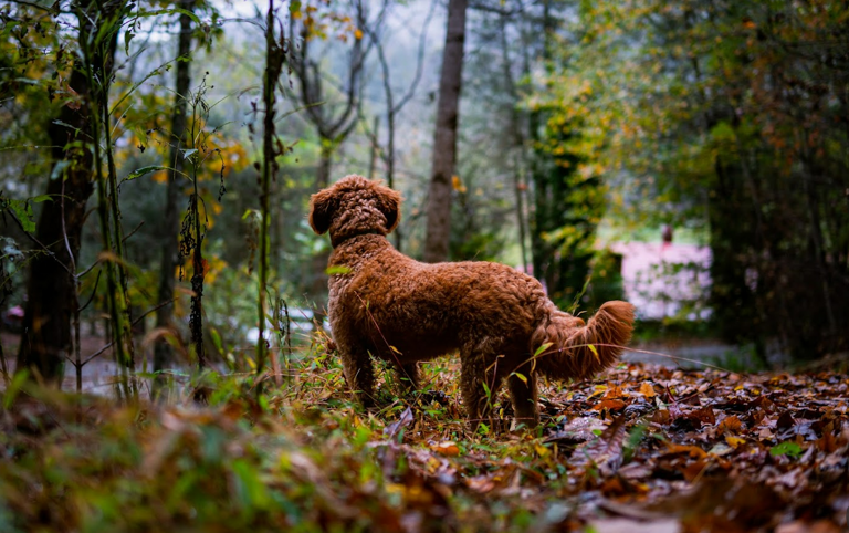Pet friendly cabin! Pet friendly cabin!