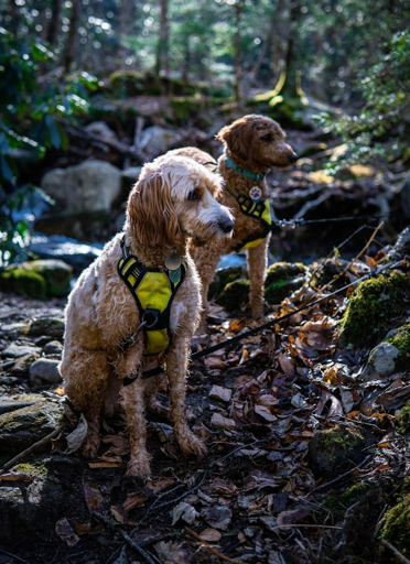 Pet friendly cabin! Pet friendly cabin!