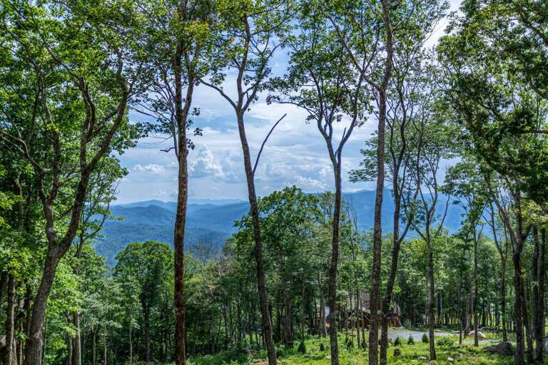 Forest Landscape With Mountain View In The Background