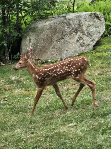Boulder Creek at Eagles Nest