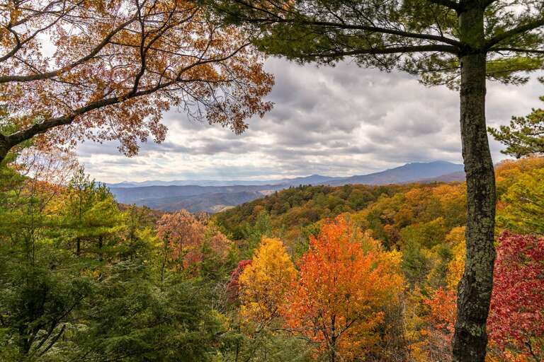 Vibrant Autumn Leaves Beneath Broad Branches, Overlooking A Vast Valley
