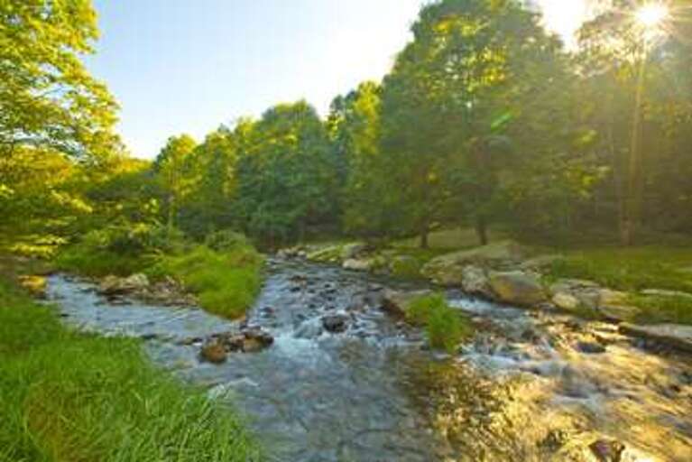 Riverside Scenery With Trees And Sunlight