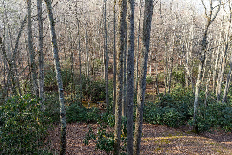 Long range view of the creek from the backyard