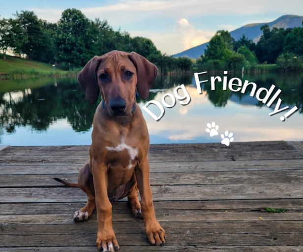 Find Rentals Find Rentals