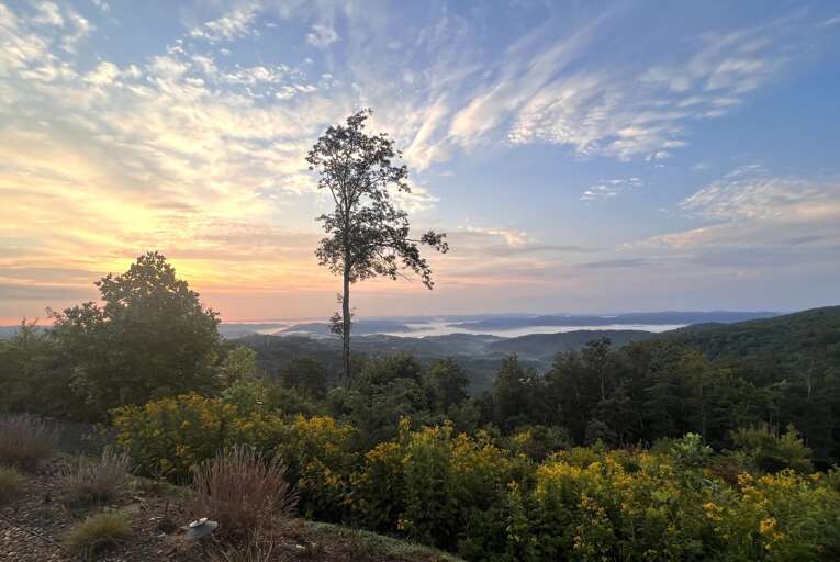 Sunrise Scene, Solitary Tree, Sweeping Valley Veiled In Vapor