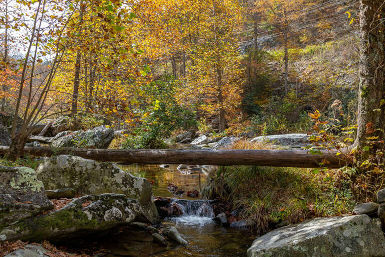 The Watauga River on the property in the fall