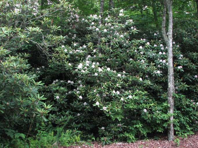 40' high rhododendron in bloom around the creek 40' high rhododendron in bloom around the creek