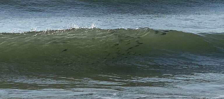 Ocean Waves with Fish O Prelim