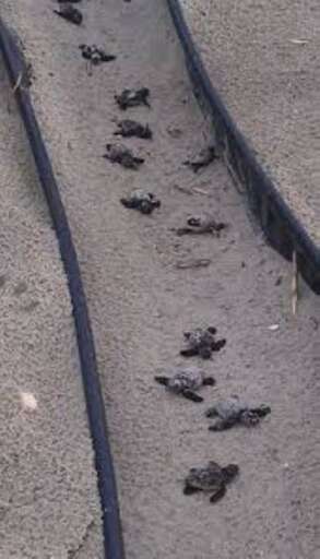 Turtle Hatch