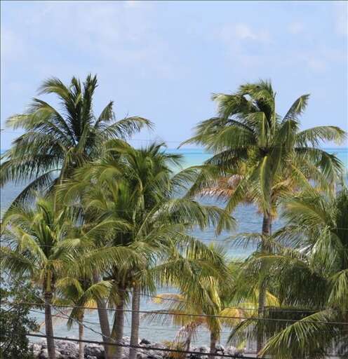 Breezy Palms and Ocean Views
