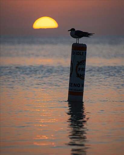 seagul at sunset time