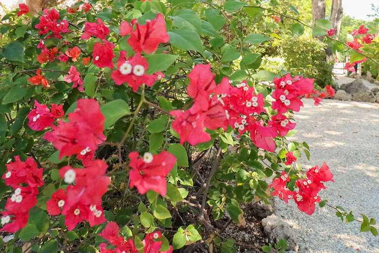 Bougainvillea Bougainvillea