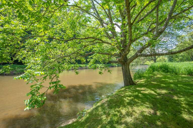 Your new favorite tree...