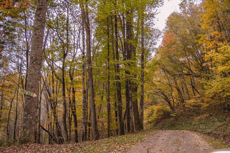 Fall colors with leaves dropping...