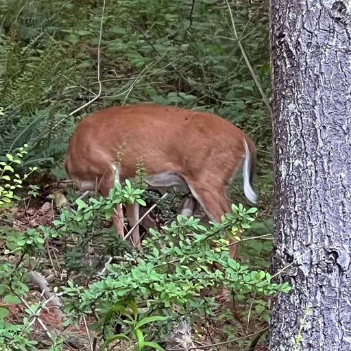 Wildlife on property...