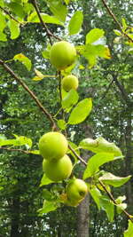 Dream Cabin - Grassy Creek