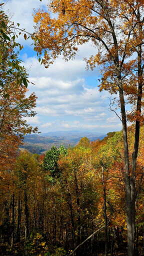 Dream Cabin - Grassy Creek