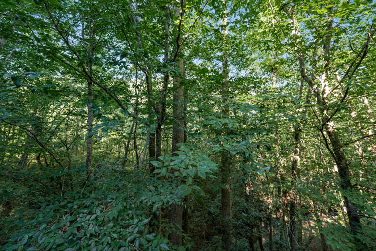 Tucked away in the woods...